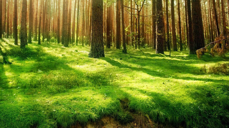 ¿Qué es la Consultoría Ambiental?
